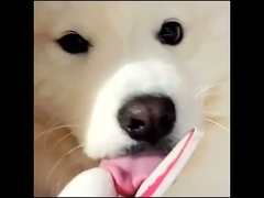 68-88cm Autumn Winter 1kg Pets Wearing Clothes